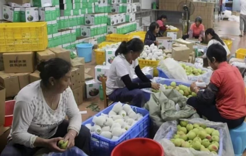 連平萬畝鷹嘴蜜桃開園采摘 當“全球名優水果”遇見互聯網浪潮